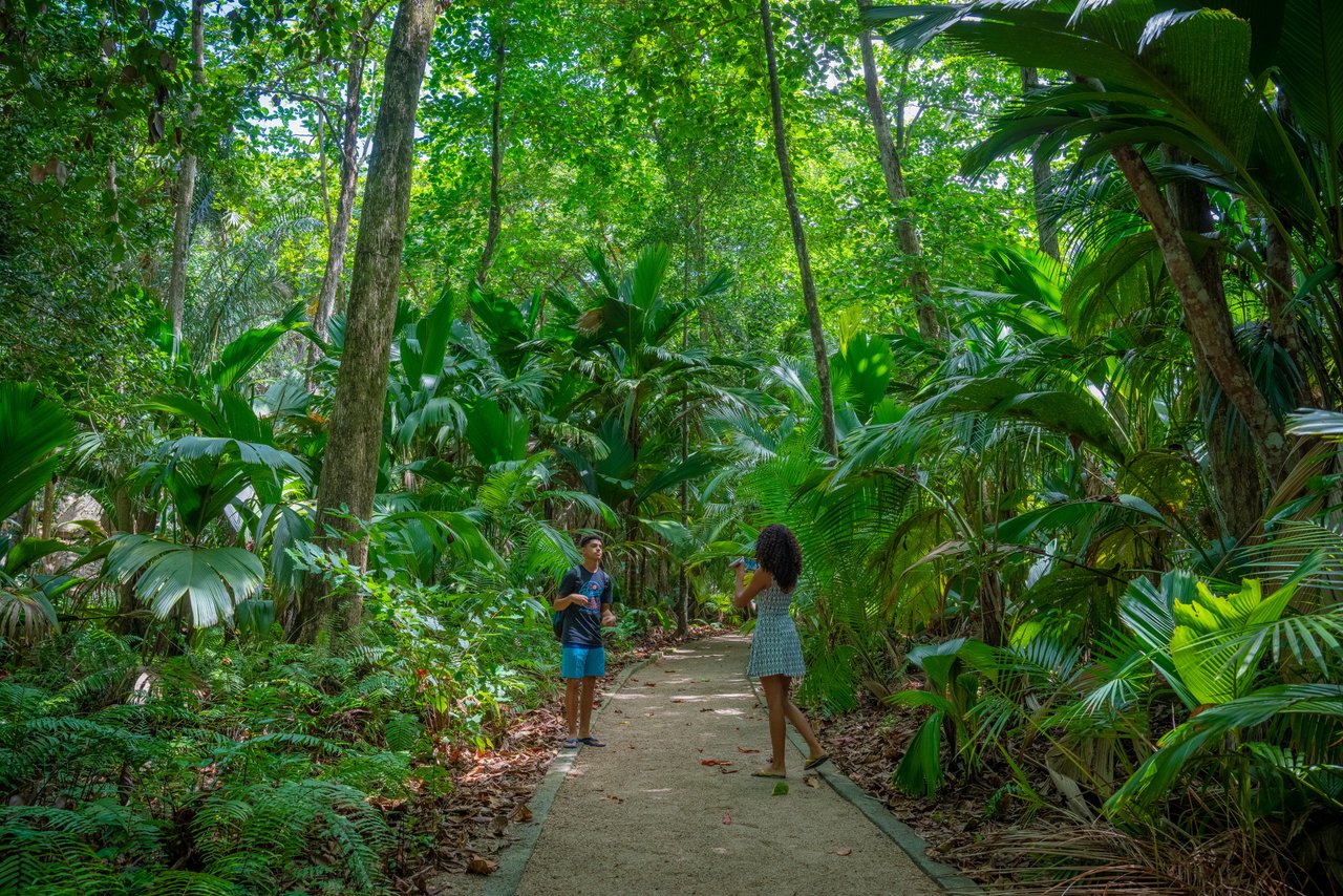 Vall&eacute;e de Mai Praslin, voyage de noces Seychelles