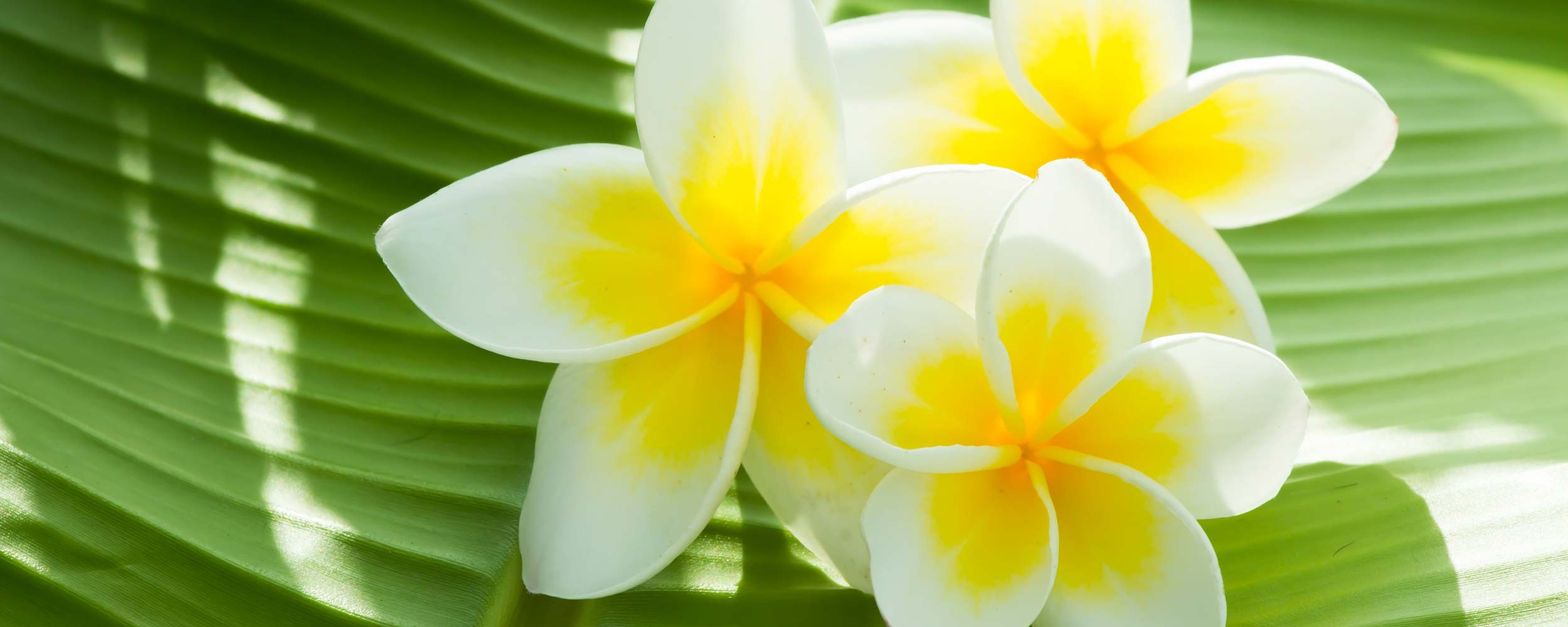 Polynésie Fleur de Tiarée